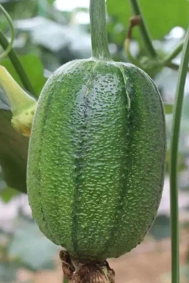 Apple Loofah Seeds-苹果丝瓜- Thick, Fragrant, Tender, and Smooth - 7 Seeds Per Pack"