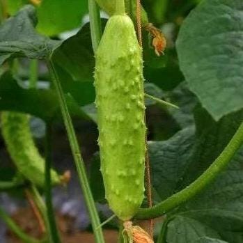 Early-Maturing Cucumber Seeds|早熟黄瓜种子 - 40 Seeds/Pack | Cold-Tolerant | Crisp Flesh