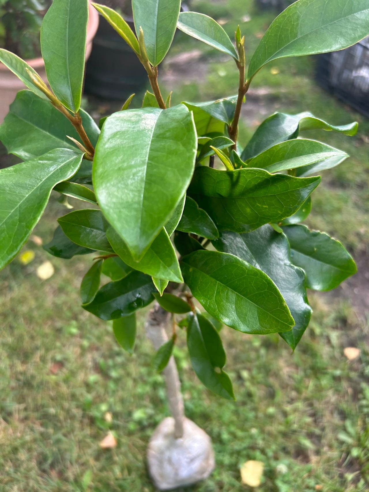 7 Gallon Purple (Michelia crassipes Law) 紫花含笑 - Living Plant - Growing in Bag for Years - Blooms as Shown - Nearly 3 ft Tall, Large Plant