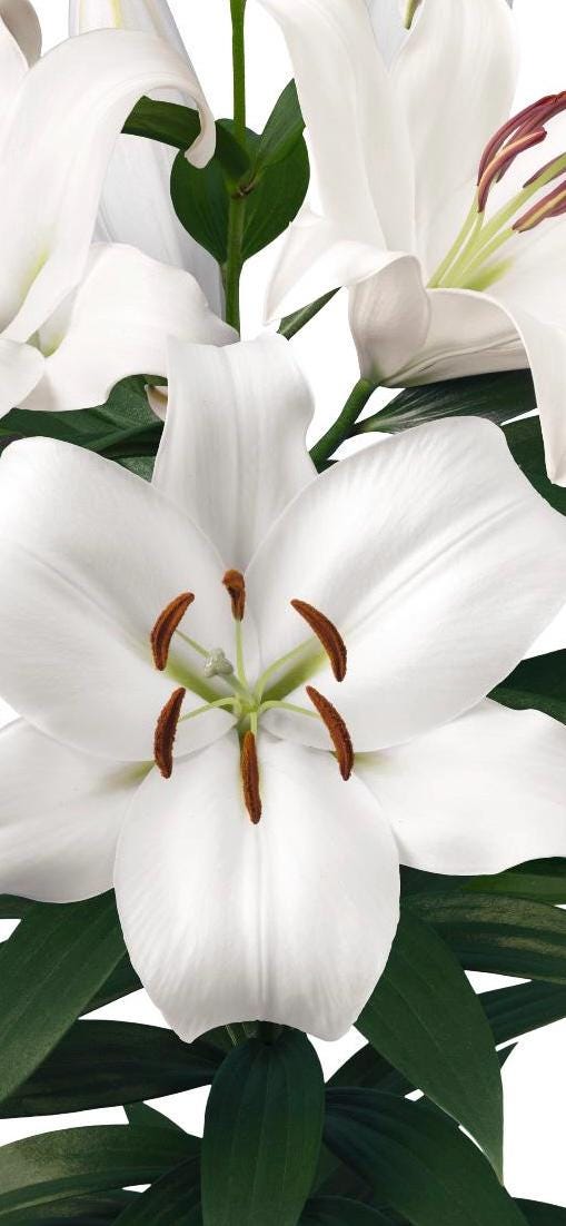 Lilium ‘Zambesi’ – Pure White OT Hybrid Lily Bulb (One Bulb per Order) | 赞比西纯白OT杂交百合种球(每份订单包含一个种球)