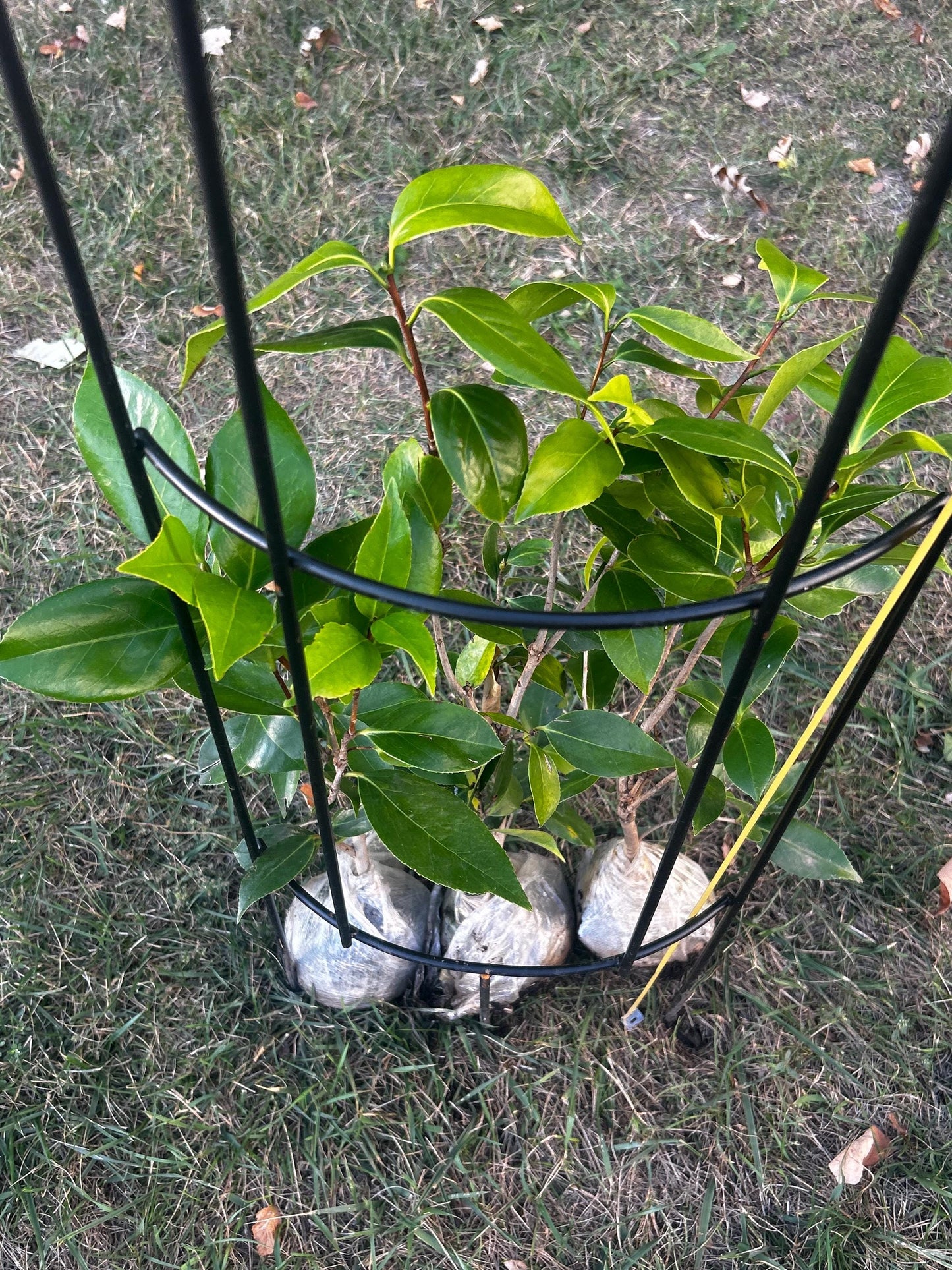 The "Five-Color Red Camellia" ,五色赤丹茶花,living plant,shipping with growing bag