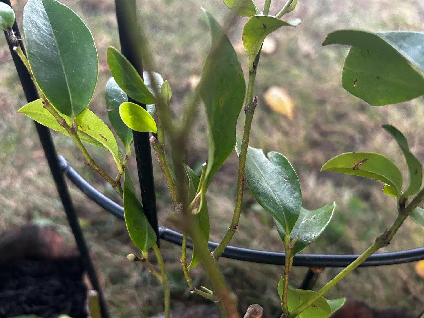 Banana Shrub, Michelia figo, Port Wine Magnolia/含笑 - Approx. 1ft 11in Tall, Shipped in Grow Bag