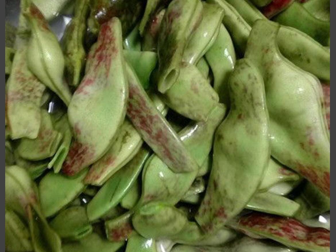 Large Red Robe Runner Bean Seeds / 大红袍油豆角种子; Vibrant Red-Streaked Pods, High-Yield Climbing Vine, 12 Seeds