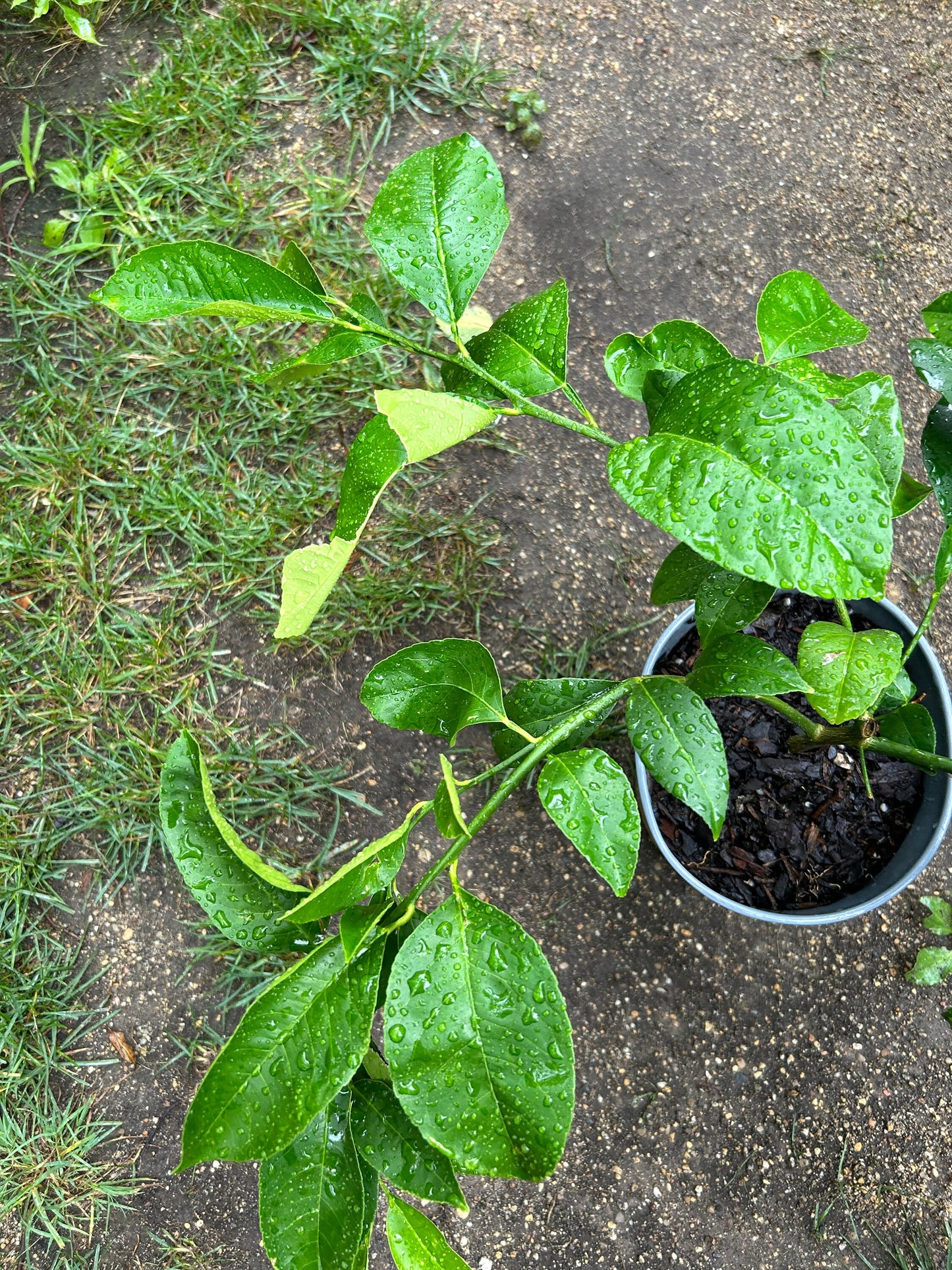 Improved Meyer Lemon (Citrus x meyeri),2Gal,living plant