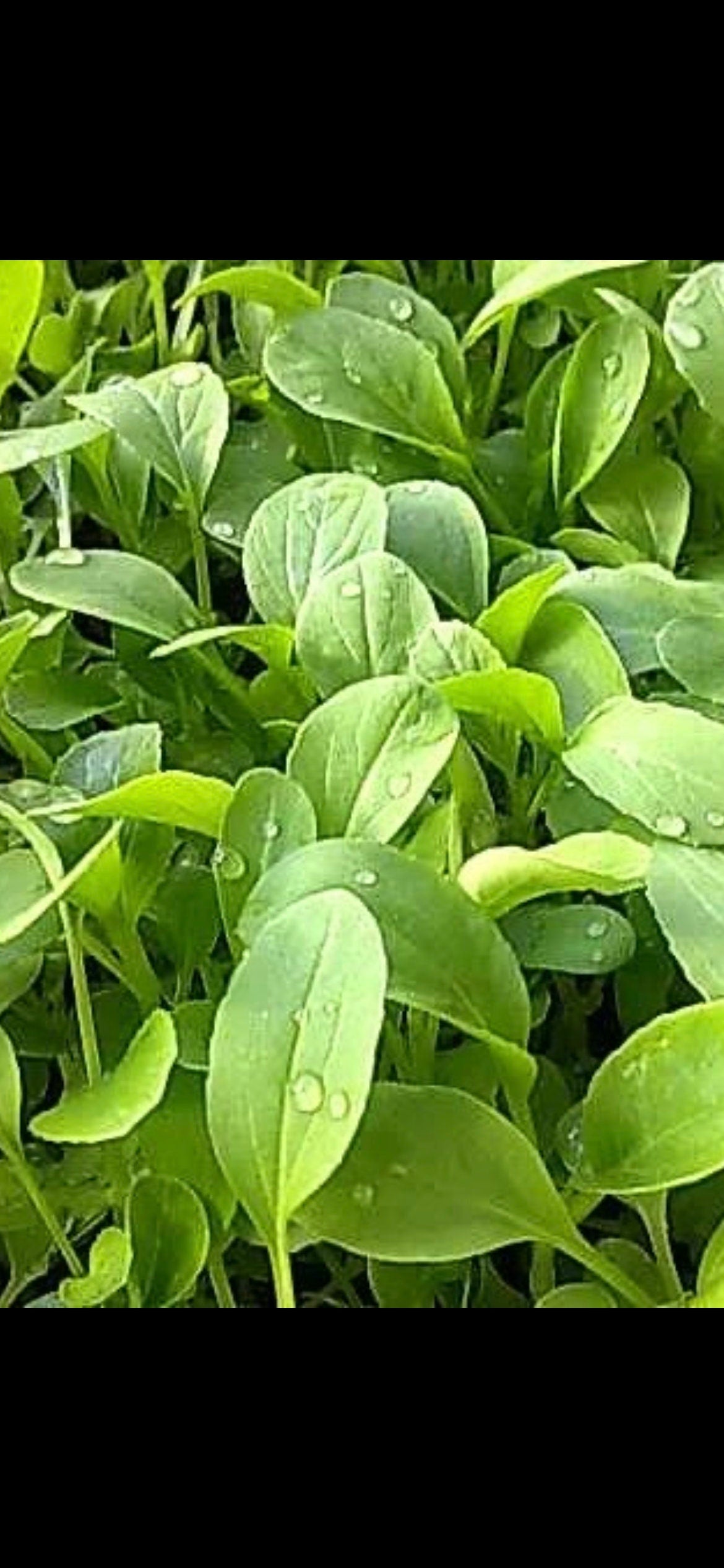 Shanghai Chicken Feather Vegetable Seeds - 上海鸡毛菜种子-Pack of 1000 Seeds