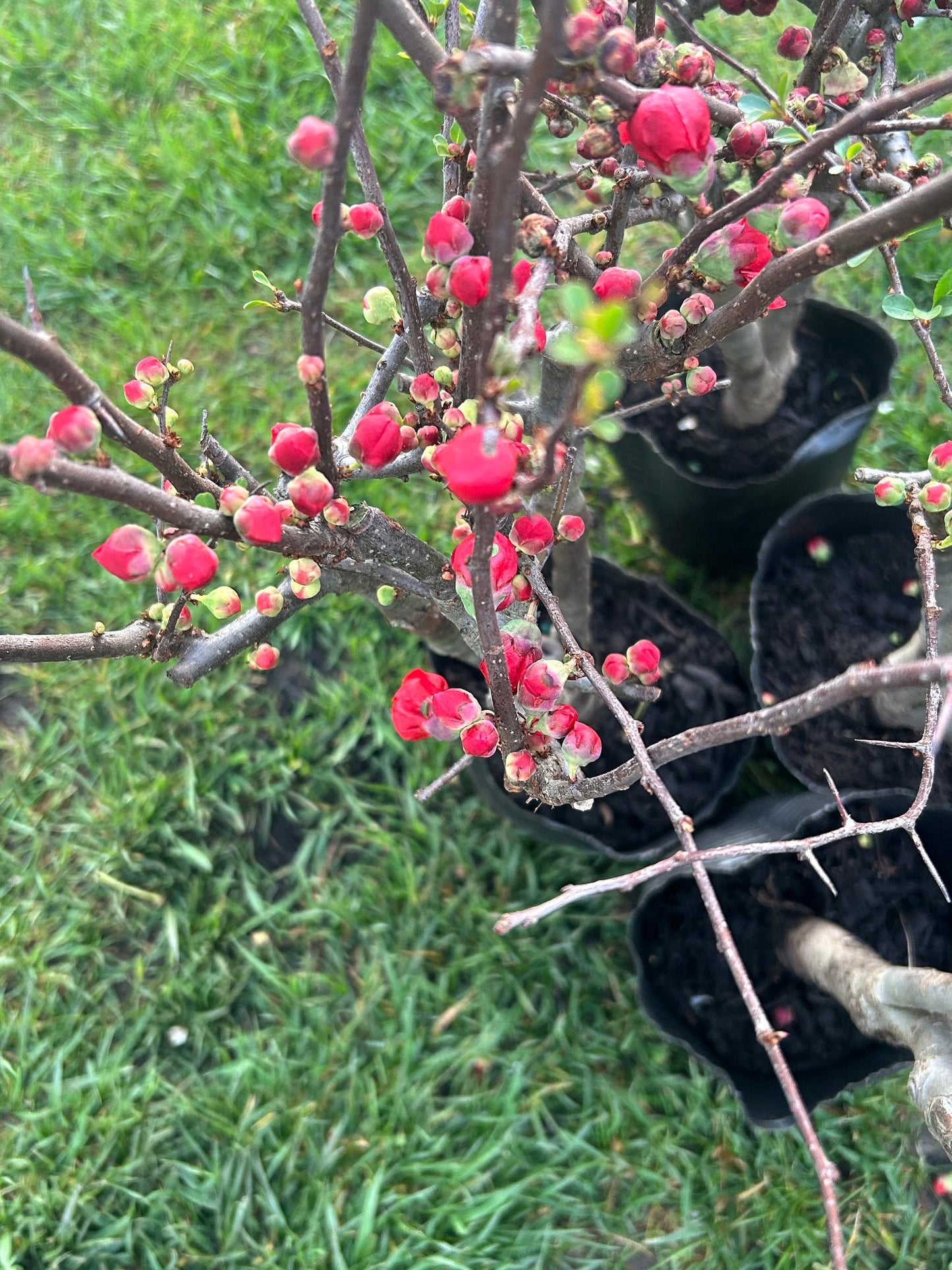 Longevity Crown Flowering Quince|长寿冠海棠 - Thick Stem 2.5 to 3 Inch - About 2ft Tall - Live Plant with Growing Bag - Bonsai Friendly