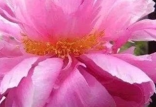Golden Belt Peony-金带围芍药-Robust Roots, Abundant Shoots, Elegance in Red with Striking Golden Halo