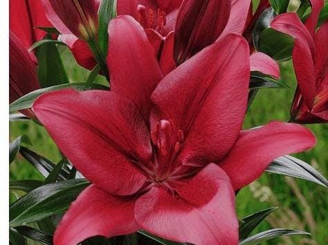 Forza Red Asiatic Lily Bulb|红色风暴百合 – Stunning Deep Red Blooms for Your Garden