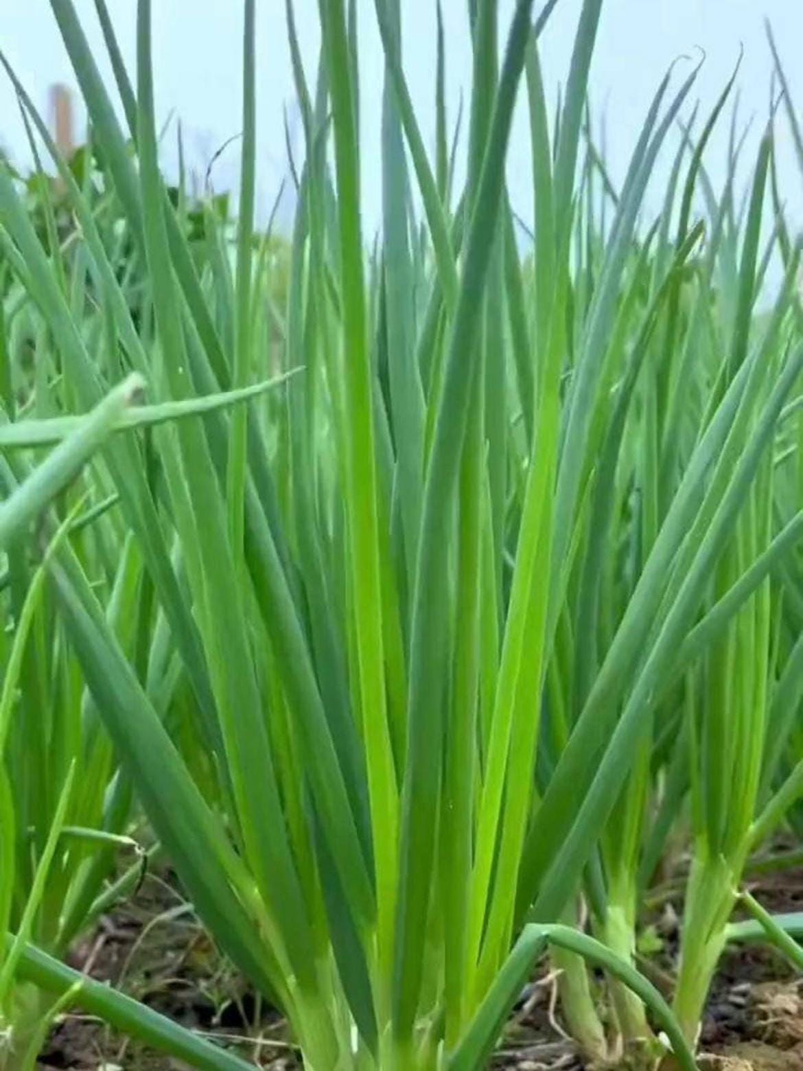 Shanghai Four Seasons Scallion Seeds / 上海四季小香葱种子; Fast-Growing, Hardy, Non-Bulbing Green Onion for Year-Round Harvest, Hundreds of Seeds
