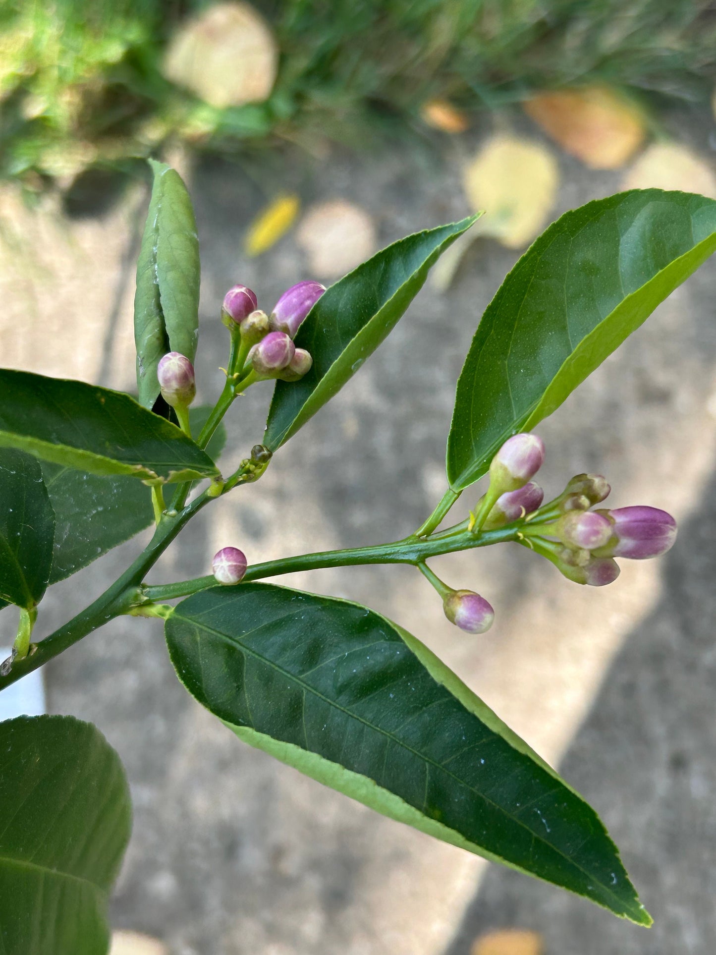 Improved Meyer Lemon (Citrus x meyeri),2Gal,living plant