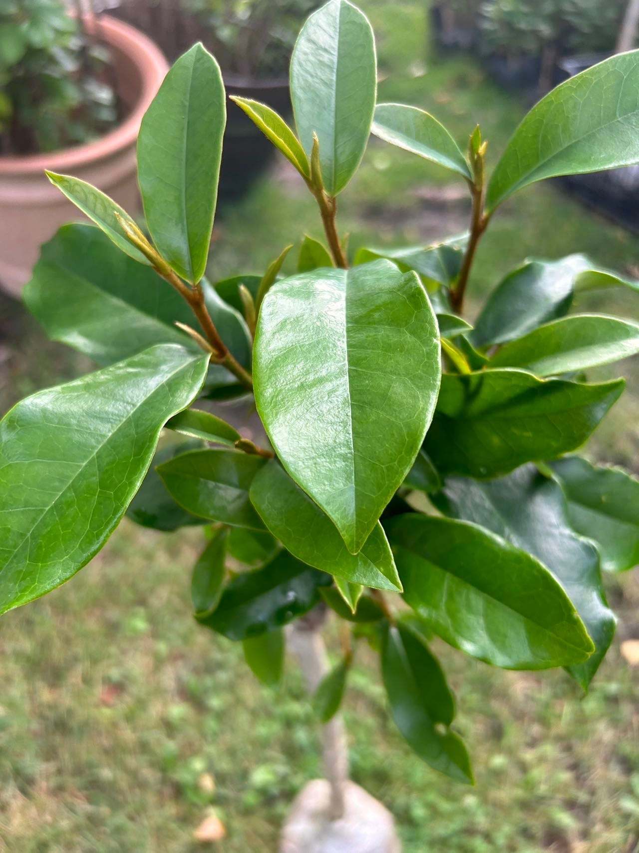 7 Gallon Purple (Michelia crassipes Law) 紫花含笑 - Living Plant - Growing in Bag for Years - Blooms as Shown - Nearly 3 ft Tall, Large Plant