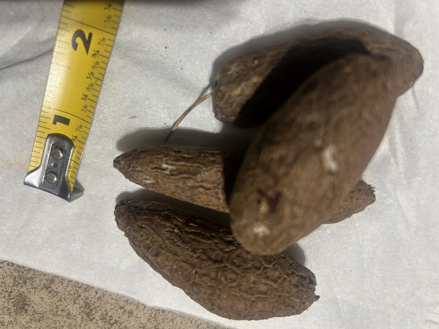 Purple Chinese Yam Bulbil Seed / 长条紫玉淮山药豆 - Single Order (2-3" Long) Home Garden