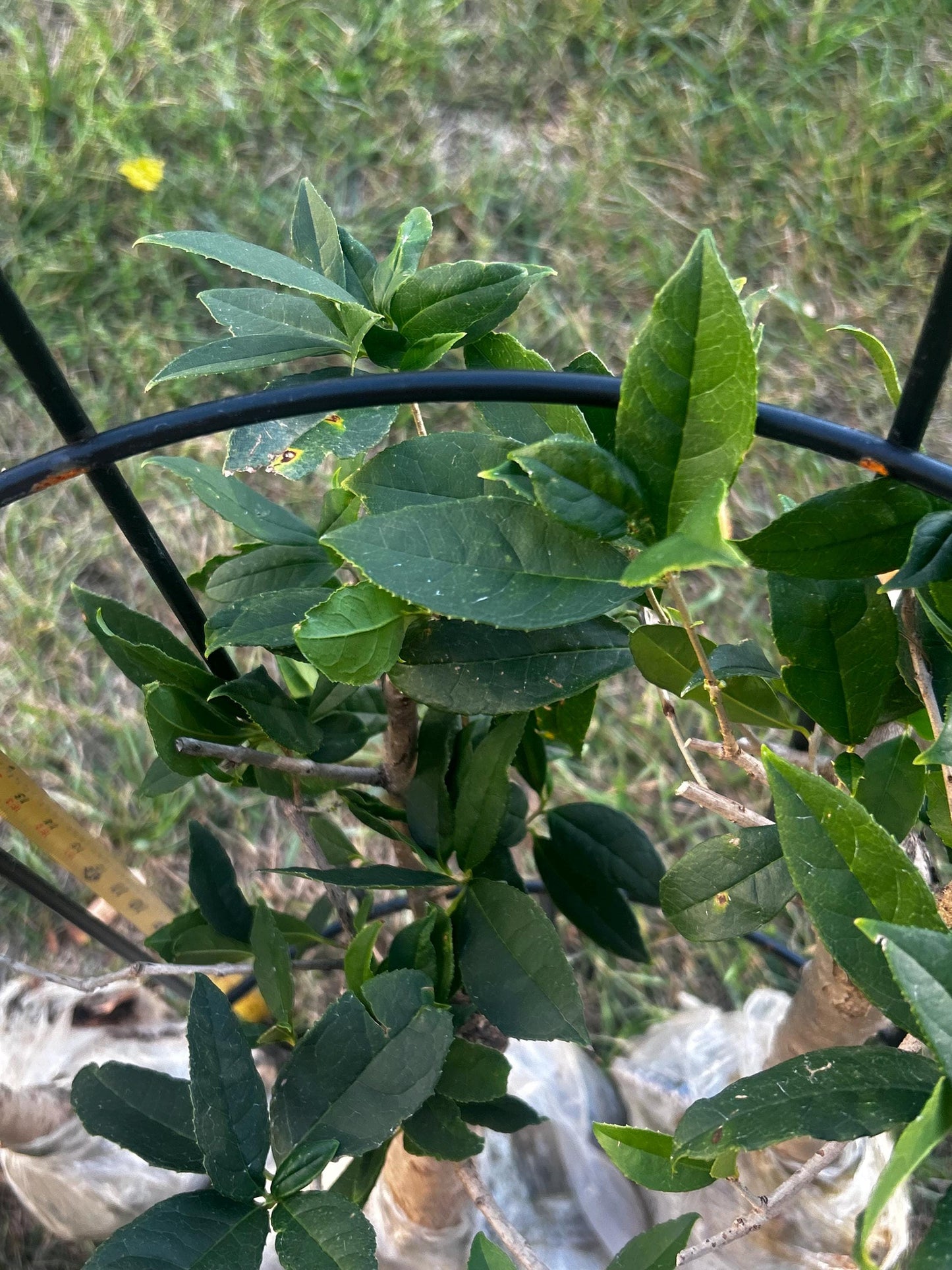 Jiu Zi Gui (九籽桂) - Fragrant Osmanthus - - Trunk Diameter3-4 cm, Height Nearly 2ft - Shipped with Minimal Soil for Adequate Moisture