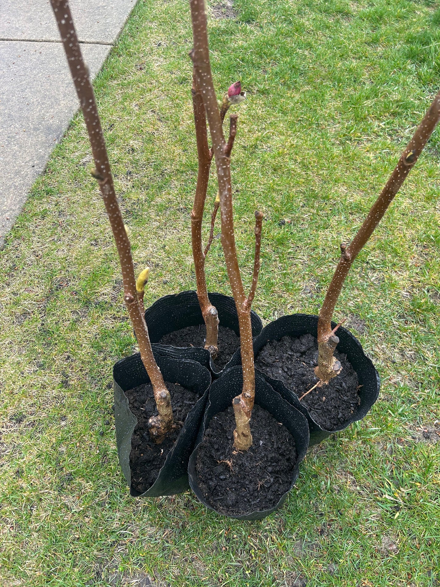 Five-Color Magnolia Tree-五彩玉兰-彩云玉兰-2-3cm Thick Trunk, about 3 Feet Tall, Shipped with Planting Bag