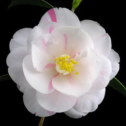 Hanging Thread Chang'e Color Camellia / “挂线嫦娥彩”山茶花-Lovely Red Thread Variety, 5-Gallon Potted Plant, Shipped with Pot, Live Plant in Pot