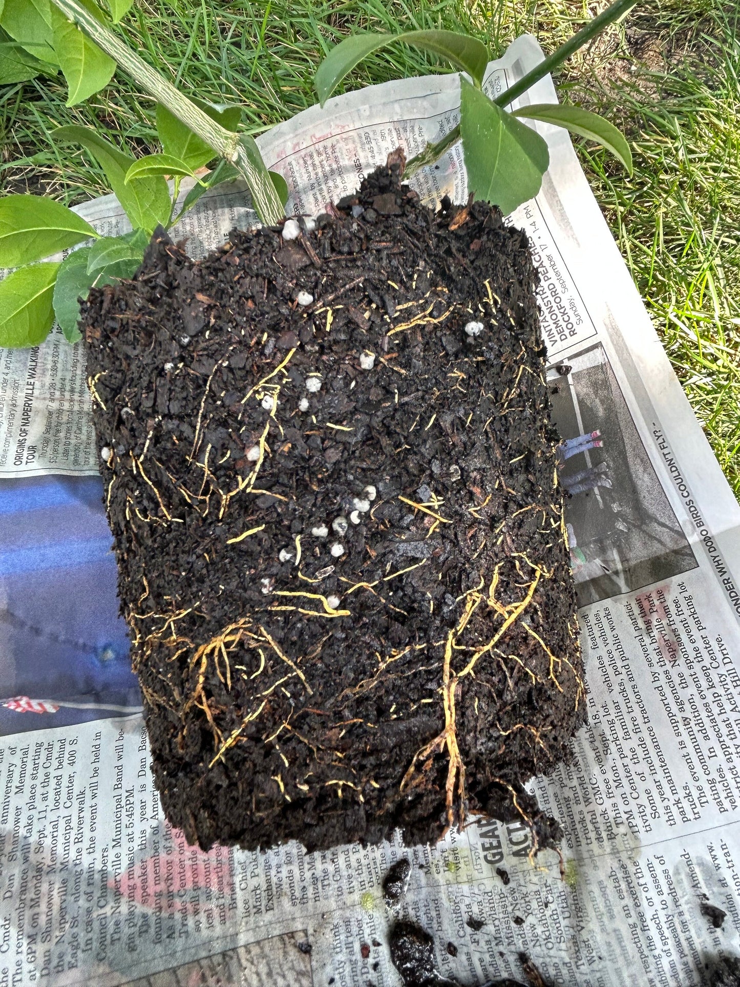 Improved Meyer Lemon (Citrus x meyeri),2Gal,living plant