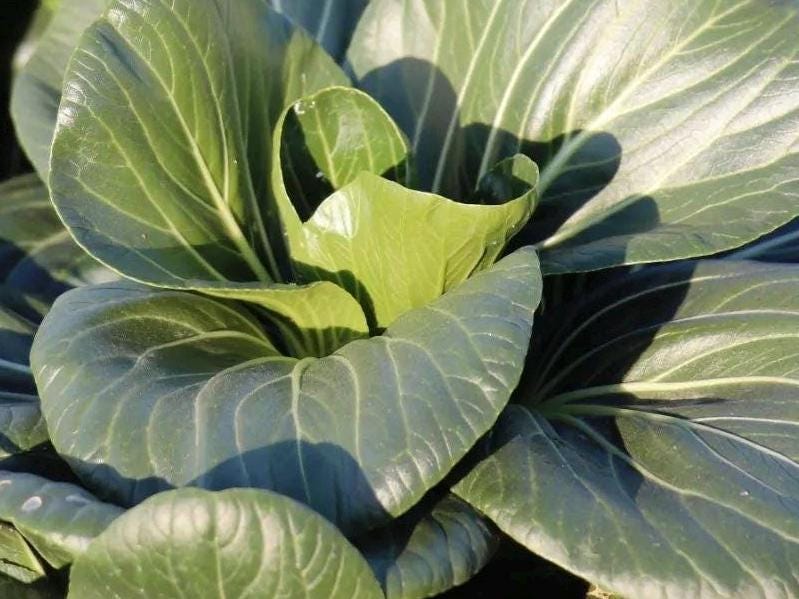 Hundreds of Suzhou Qing Cabbage Seeds/苏州青 – Fast-Growing, Tender Leaves, Ideal for Stir-Fry and Stews
