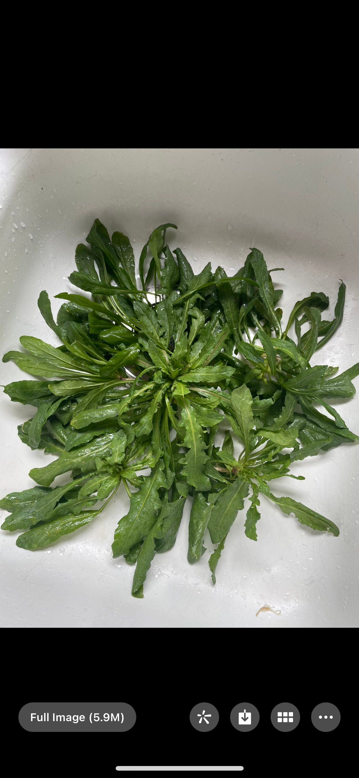 Organic Shepherd's Purse Seeds,有机荠菜种子,Several hundred to a thousand seeds