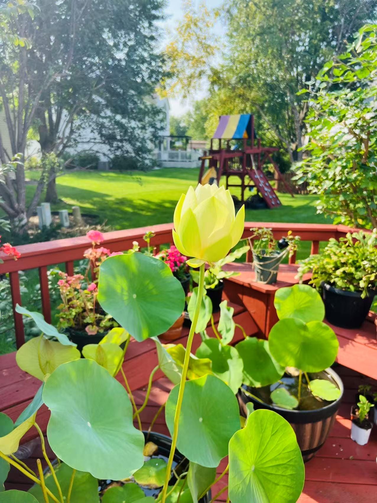 Fresh Huanglian Lotus Root/黄莲, for Home Gardening - Organic & Edible