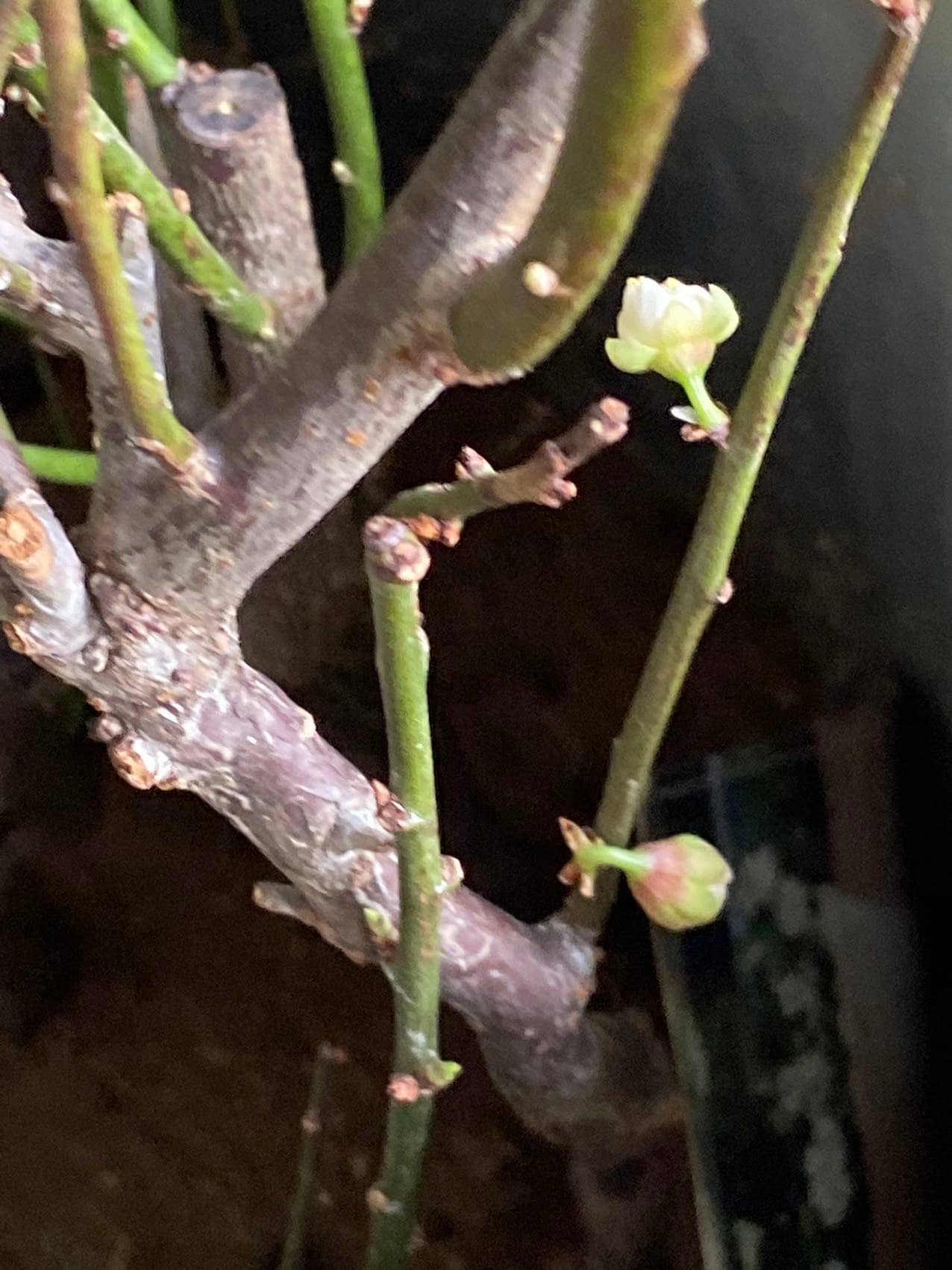Golden Money Green Sepal Plum - 金钱绿萼梅-self rooted- Shipped with Growing Bag, Post-Blooming(花期已过),Will Sprout New Leaves