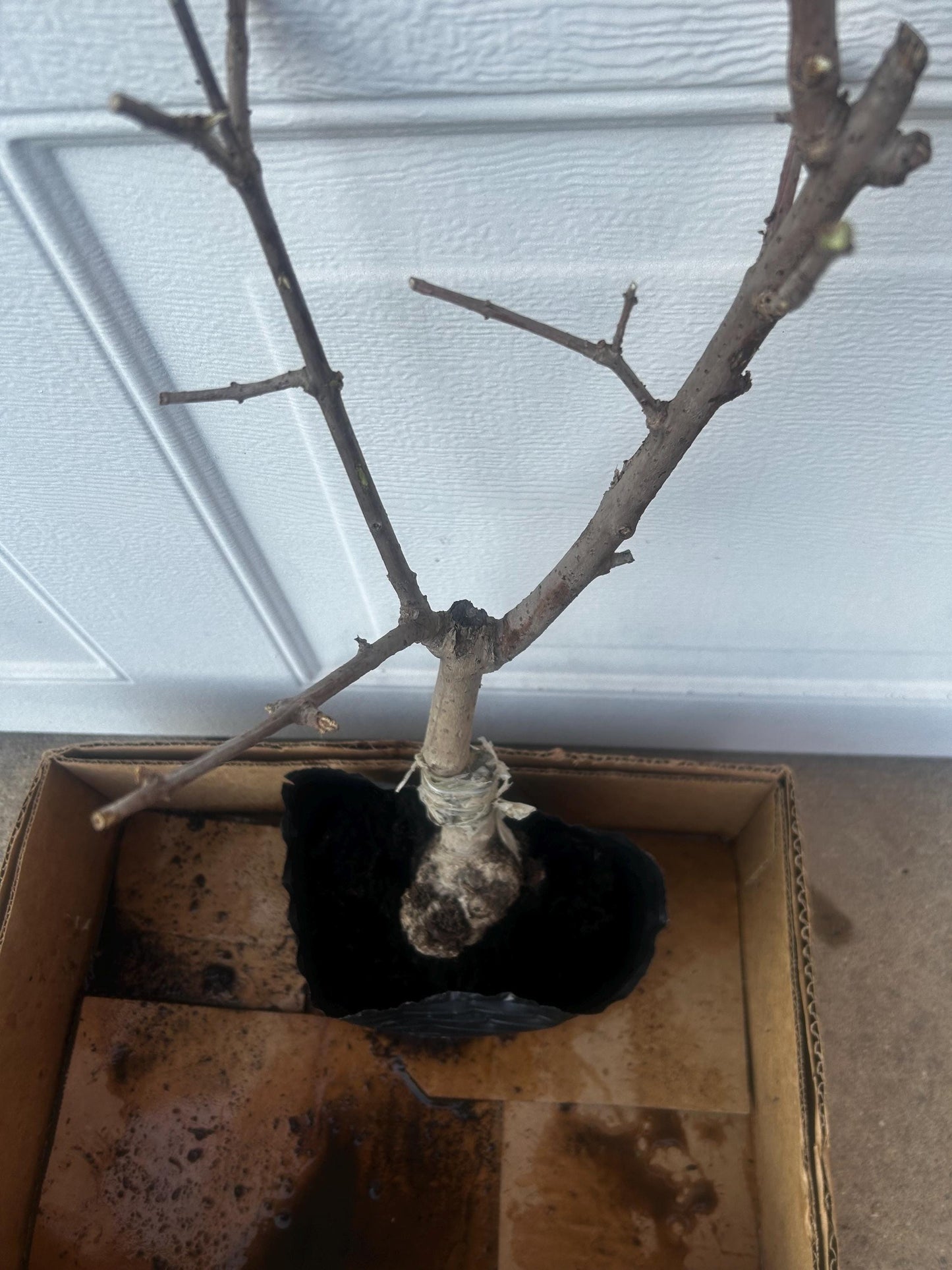 Yulinglong Wintersweet - 玉玲珑腊梅 - Potted Plant (1ft9in) with Bag, Single-Branch Grafted, Shipped with Care (Bare, blooming over).