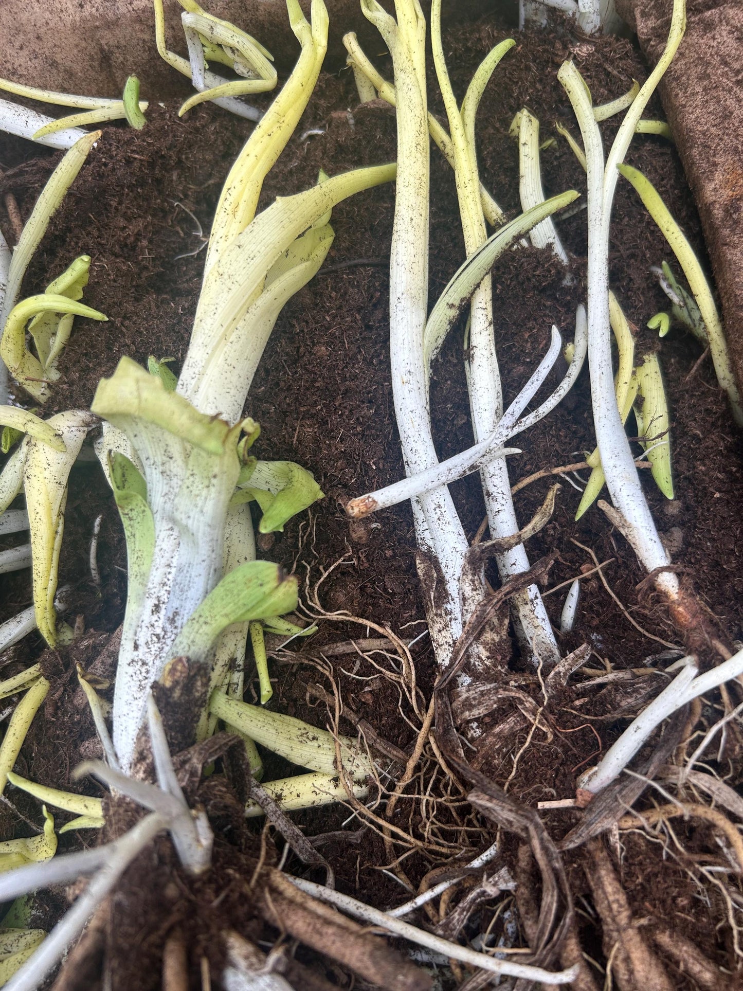 Organic Fresh Edible Daylily ,Golden Needles Plant,可食用黄花菜,金针菜,living plant,growing in bag