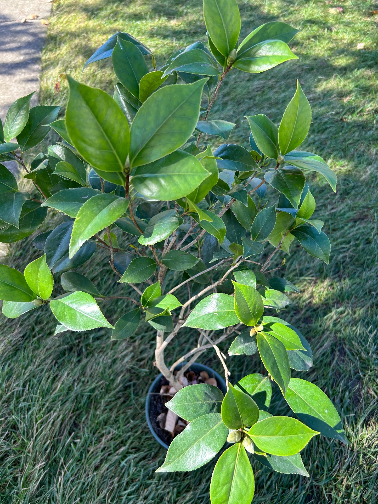 Zheng Xishi Camellia/正西施茶花, 5-Gallon size Potted Plant, Shipped with Pot, Live Plant in Pot