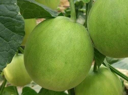 Japanese Sweet Melon Seeds|日本甜宝香瓜 - 30 Seeds per Pack | High Sugar