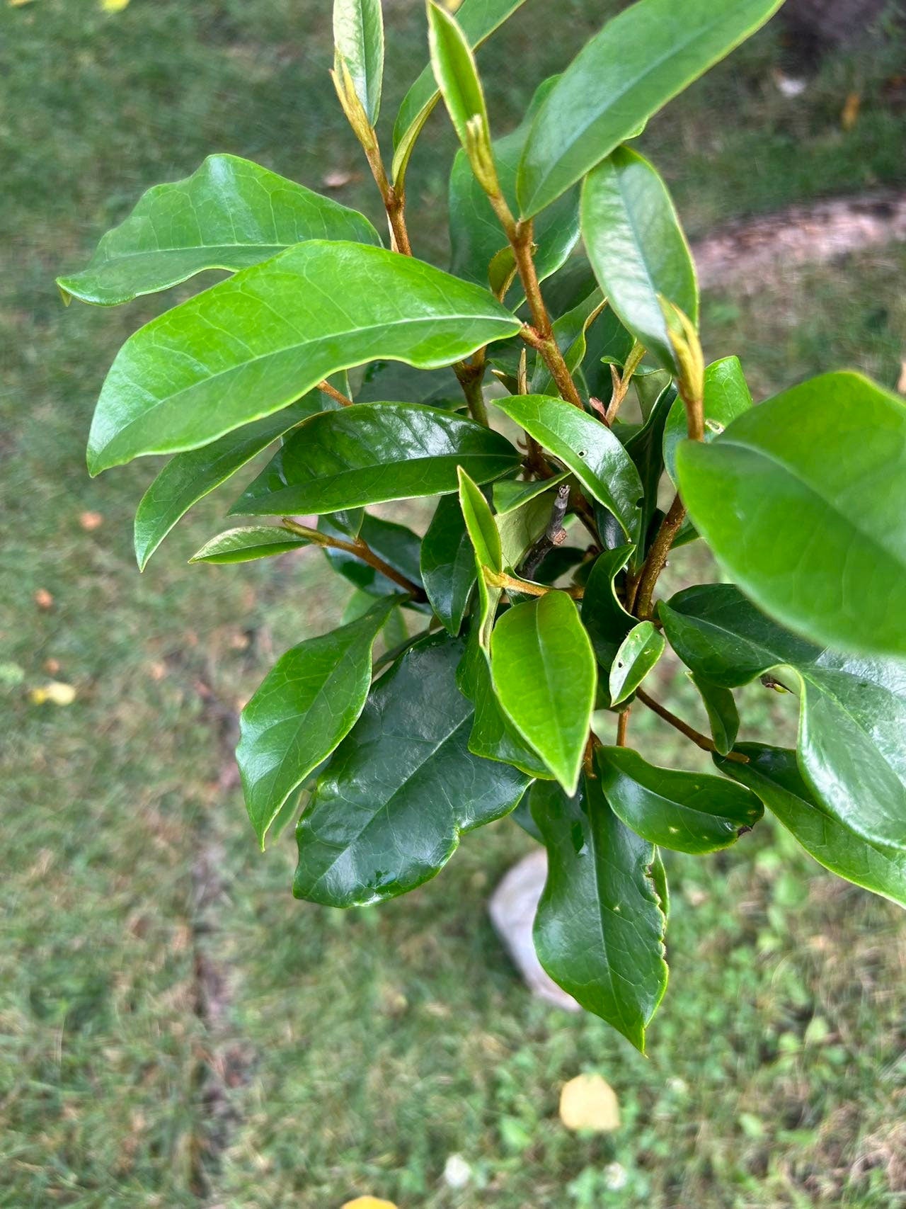 7 Gallon Purple (Michelia crassipes Law) 紫花含笑 - Living Plant - Growing in Bag for Years - Blooms as Shown - Nearly 3 ft Tall, Large Plant