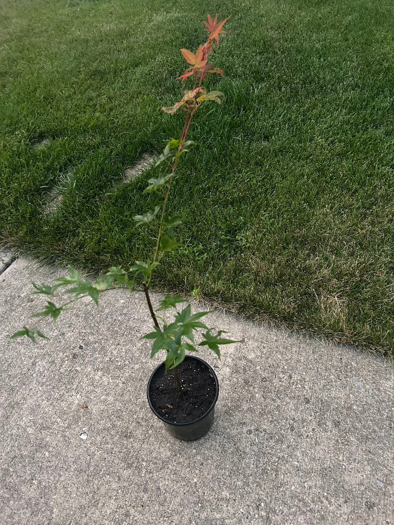 2 Gallon Japanese Red Maple - 日本红枫 - Living Plant - Pruned for Shipping