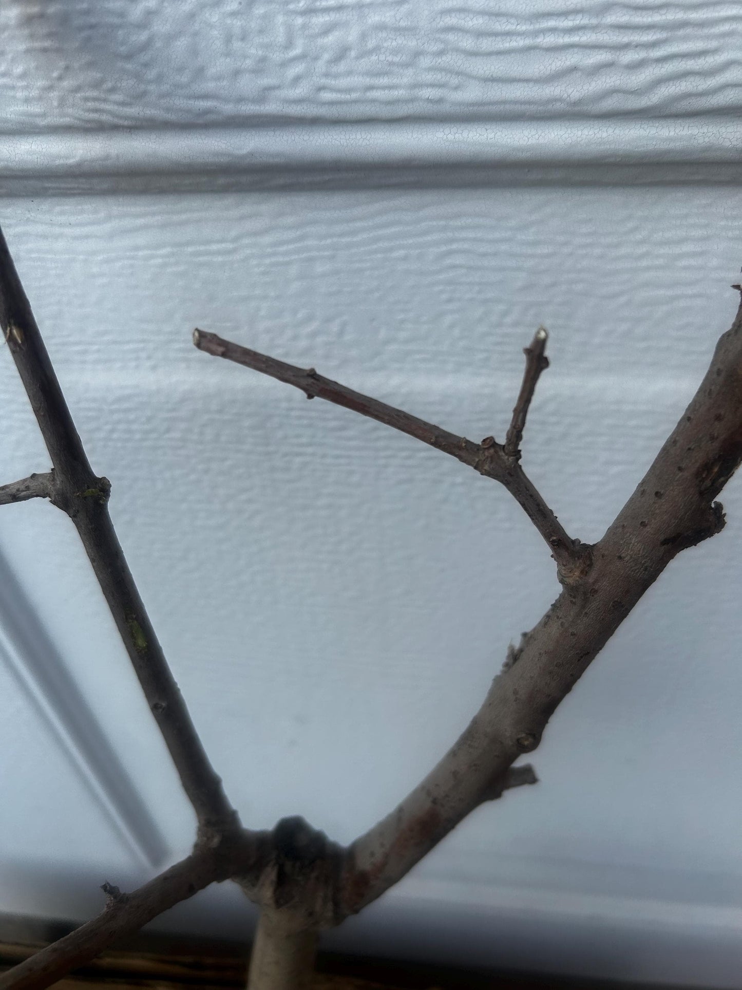 Yulinglong Wintersweet - 玉玲珑腊梅 - Potted Plant (1ft9in) with Bag, Single-Branch Grafted, Shipped with Care (Bare, blooming over).