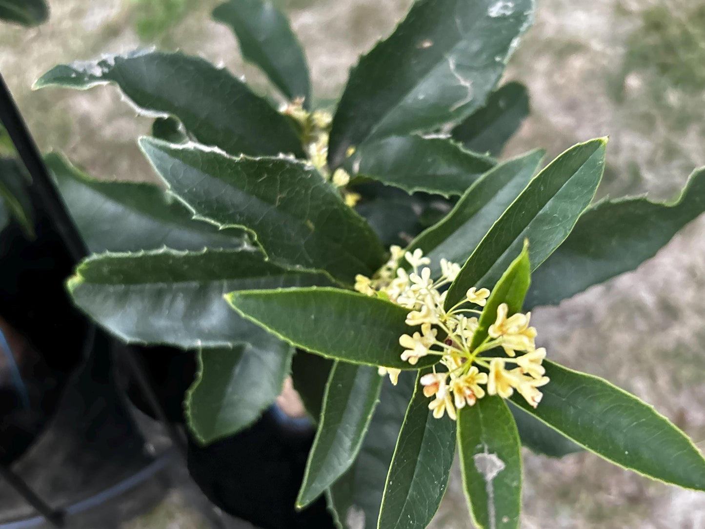 Fu Ding Zhu (佛顶株) - Fragrant Osmanthus - Trunk Diameter 3-4cm, Height Nearly 2ft - Shipped with Growing Bag