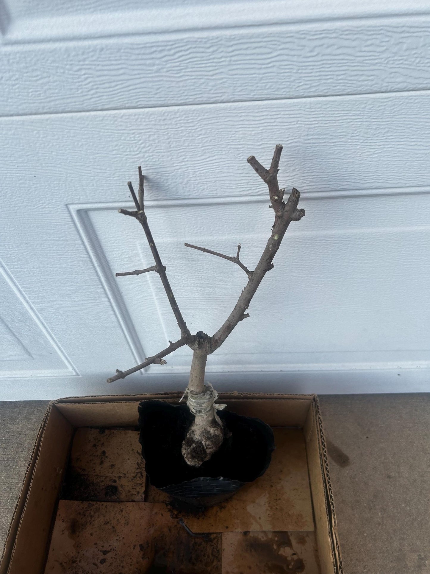 Yulinglong Wintersweet - 玉玲珑腊梅 - Potted Plant (1ft9in) with Bag, Single-Branch Grafted, Shipped with Care (Bare, blooming over).
