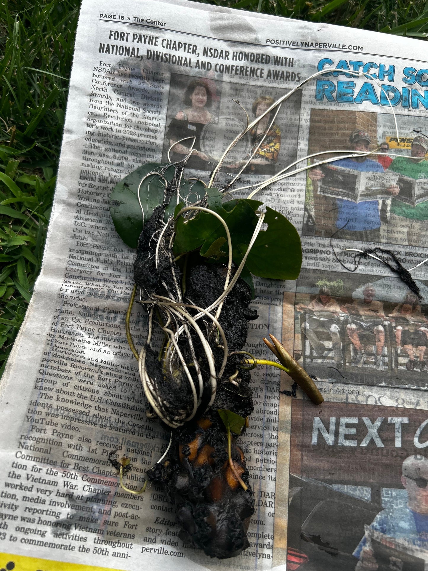 Fresh Water Lily,睡莲,living plant