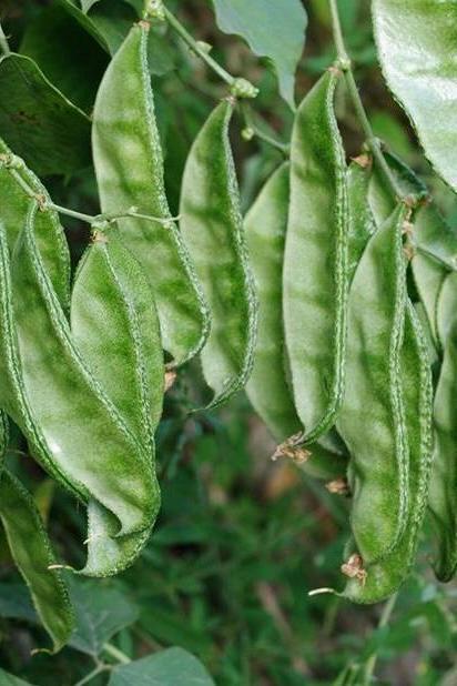 Certified Organic Green Hyacinth Bean Seeds / 青扁豆种子; High-Yield, Climbing Vine with Tender Green Pods and Beautiful Flowers, 12 Seeds