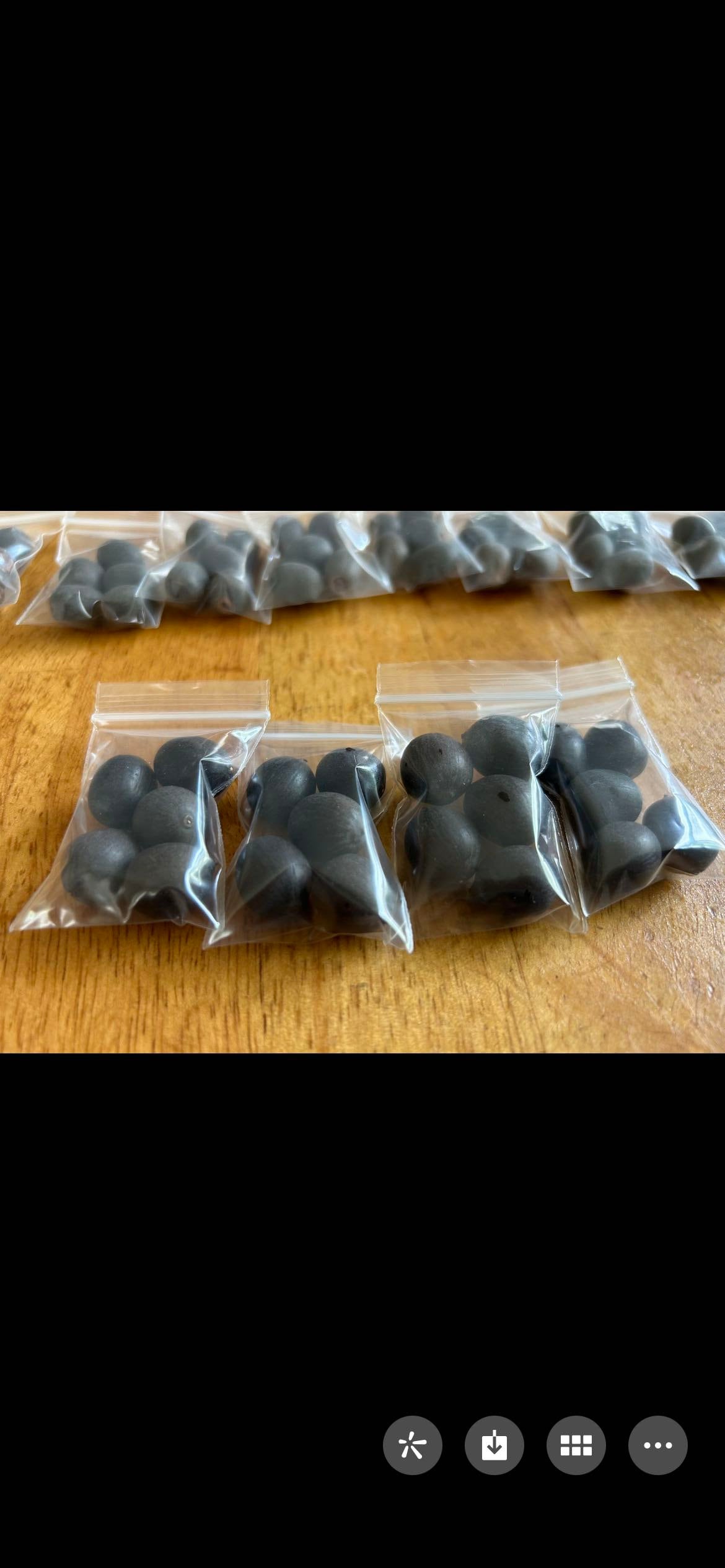 Hubei Honghu Organic Edible Lotus Seeds - 湖北洪湖有机食用藕荷种,5 Seeds per Order | Free Shipping | A Great Idea to Witness Germination Personall