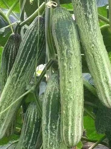 Extremely Early Cucumber Seeds|极早多黄瓜 – 20 Seeds – Hybrid, Fast Growing, Bitter-Free, Great for Home Garden