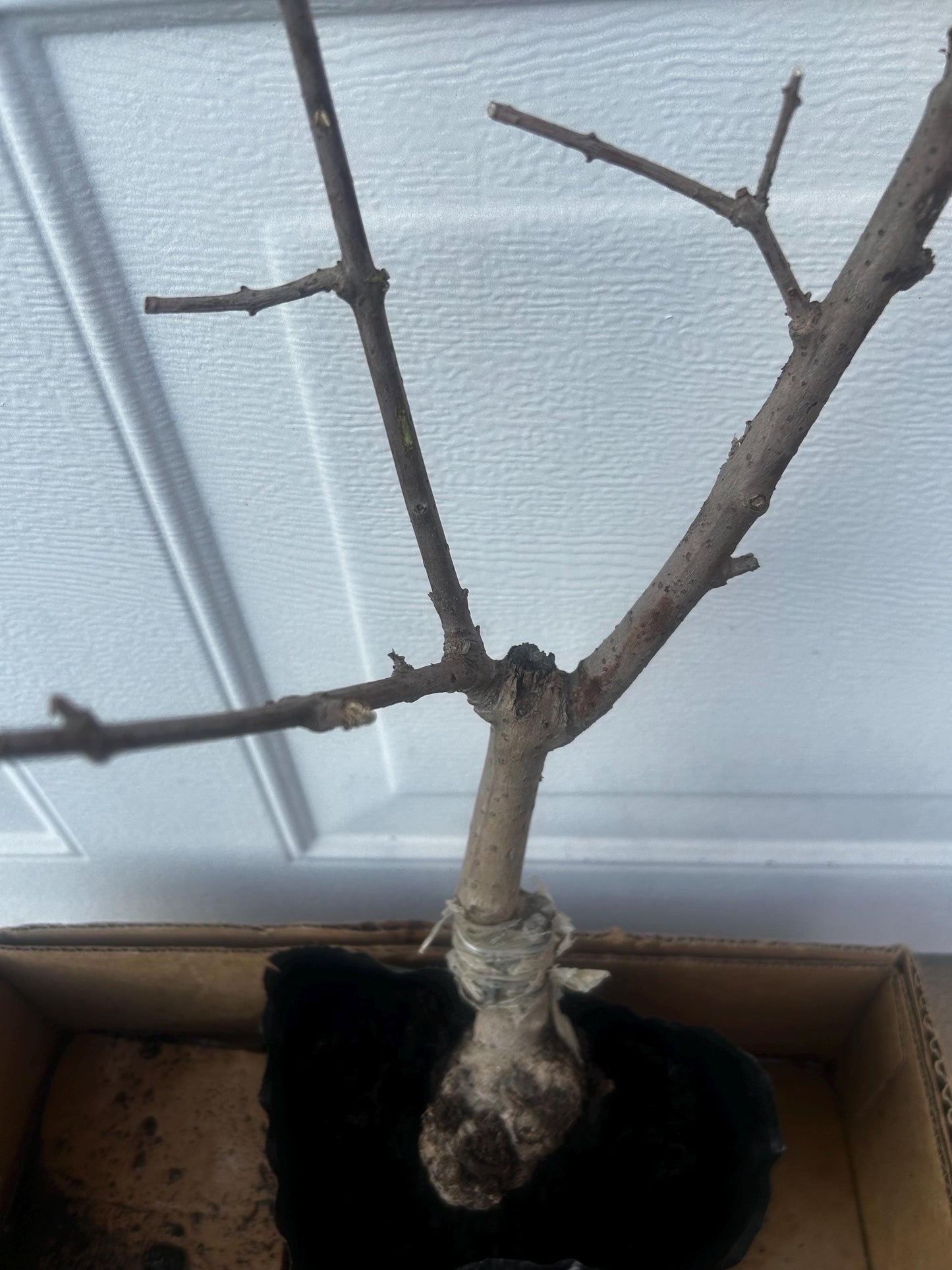 Yulinglong Wintersweet - 玉玲珑腊梅 - Potted Plant (1ft9in) with Bag, Single-Branch Grafted, Shipped with Care (Bare, blooming over).