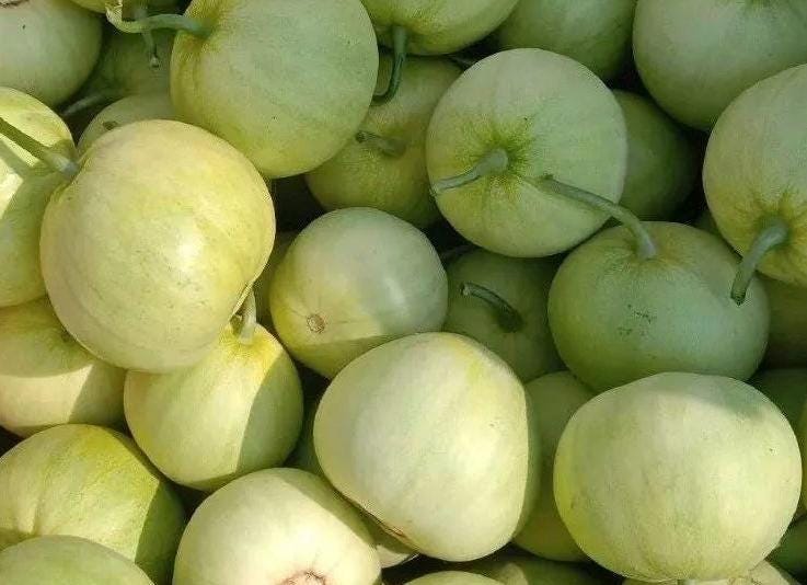 Japanese Sweet Melon Seeds|日本甜宝香瓜 - 30 Seeds per Pack | High Sugar