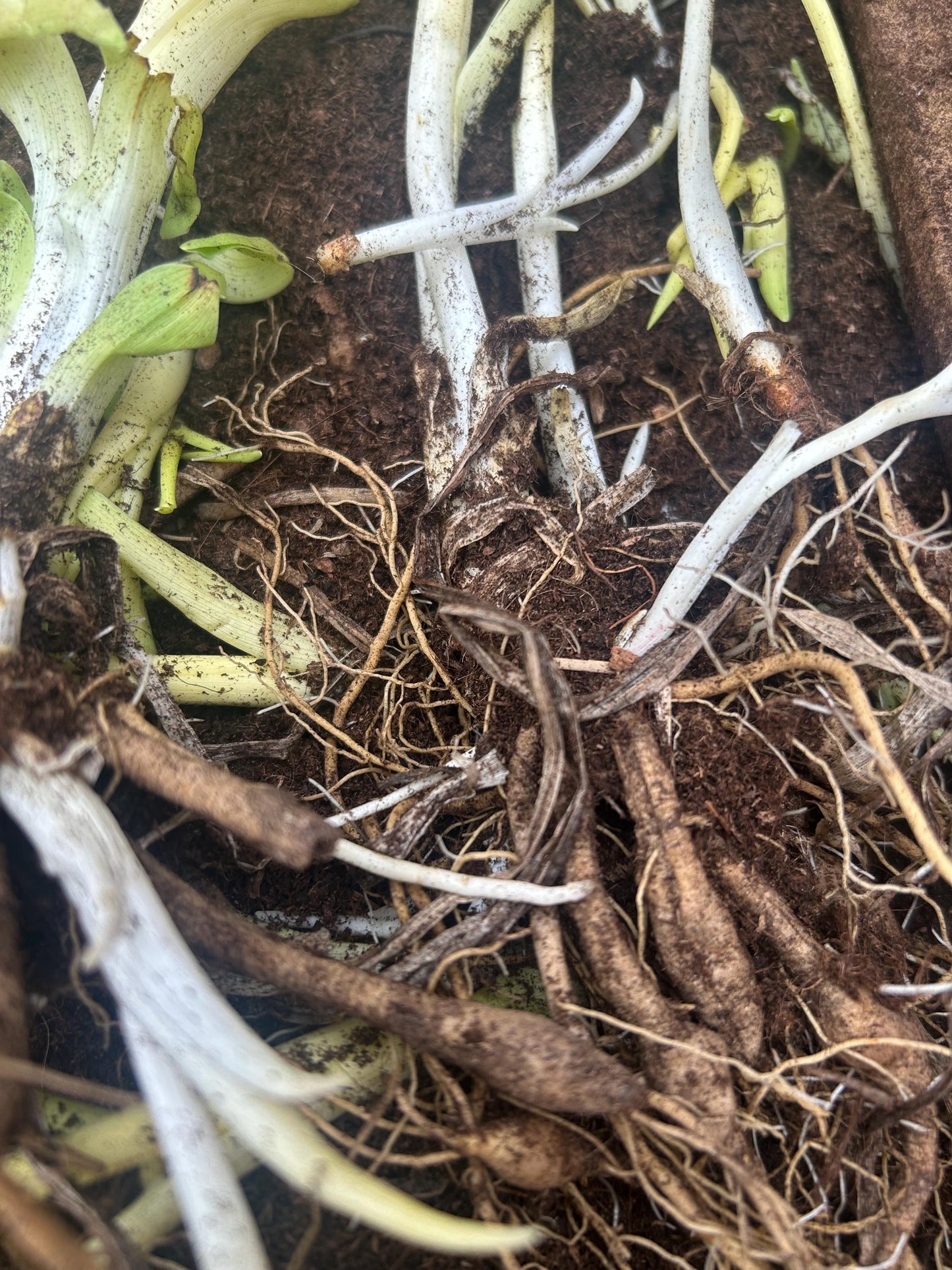 Chinese Daylily Roots Hemerocallis citrina | 中国黄花菜根茎 |Perennial | Fragrant Flower for Garden Planting