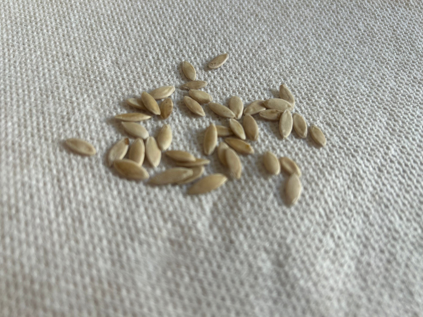 Fruit Cucumber Seeds - 甜脆水果黄瓜种子-40 Seeds per Pack | Dutch Cucumber Variety | Prickle-Free, Thin Skin, Abundant Moisture