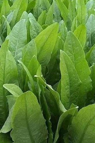 Hundreds of Stem Lettuce Seeds (Lactuca sativa var. angustana)/油麦菜 – Fast-Growing, Easy to Grow, Fresh Green Leaves