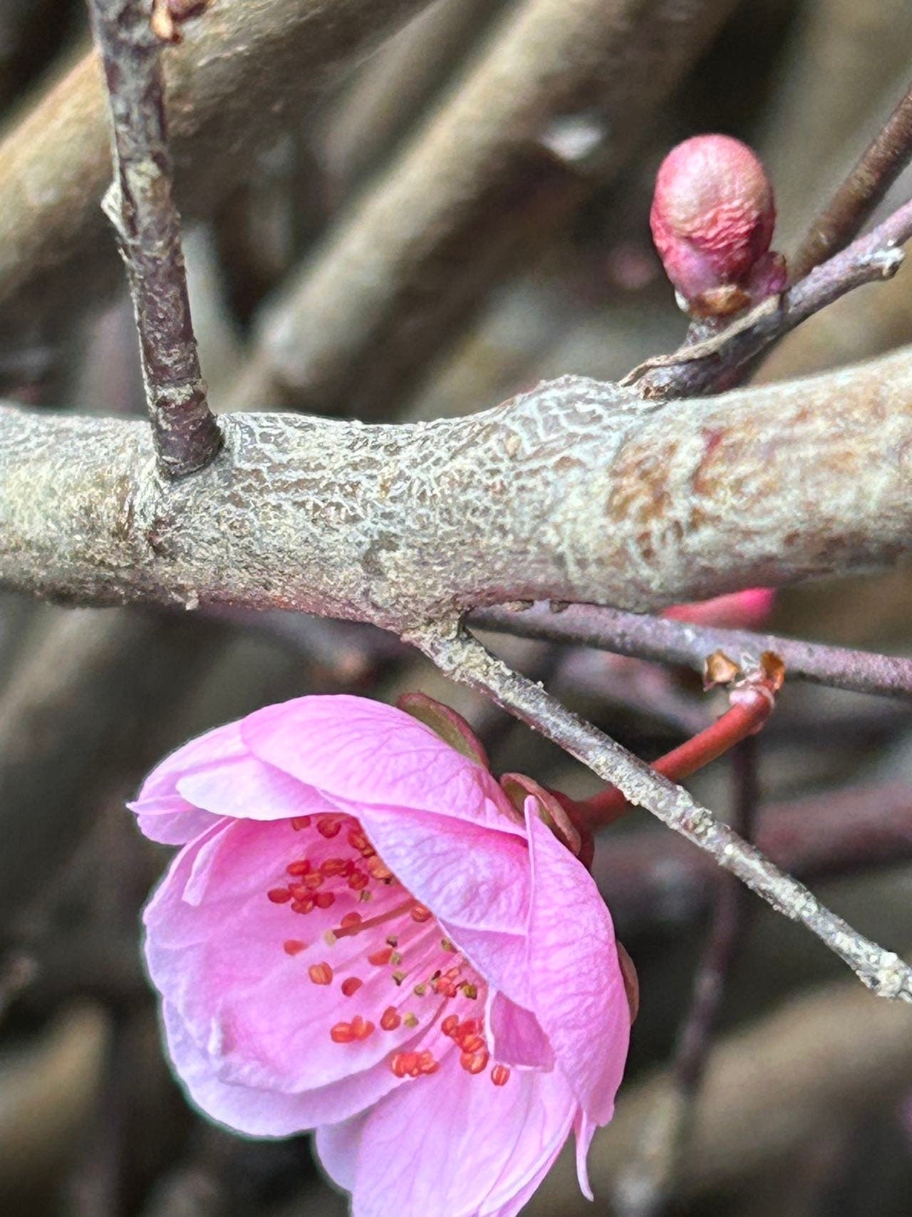 Graceful Beauty Plum Tree /美人梅-5 Gallon Size | Autumn Foliage, Shipped with Pruned Branches in Planting Bag | Living Plant