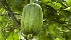 Apple Loofah Seeds-苹果丝瓜- Thick, Fragrant, Tender, and Smooth - 7 Seeds Per Pack"