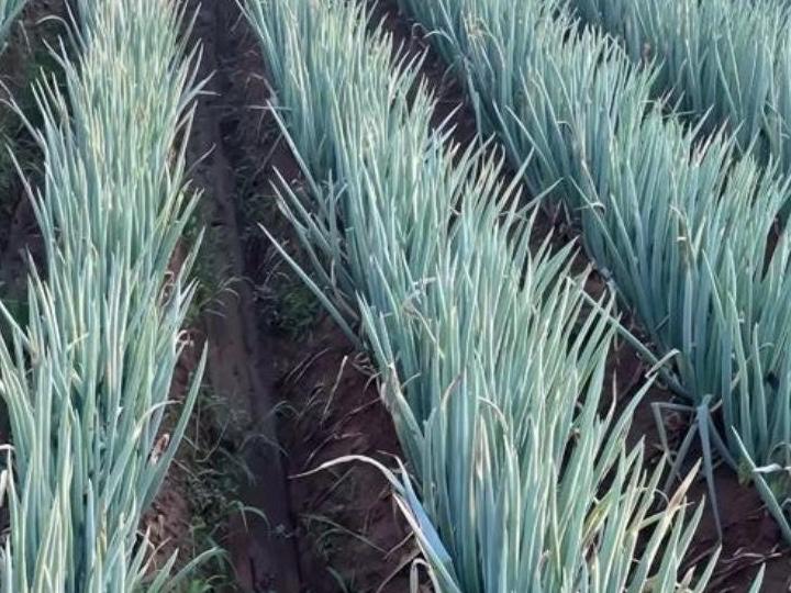 Improved Zhangqiu Tiegan Giant Scallion Seeds / 改良章丘铁杆巨葱种子 – Hundreds of Seeds per Pack, High Yield, Fast Growing, Cold Resistant