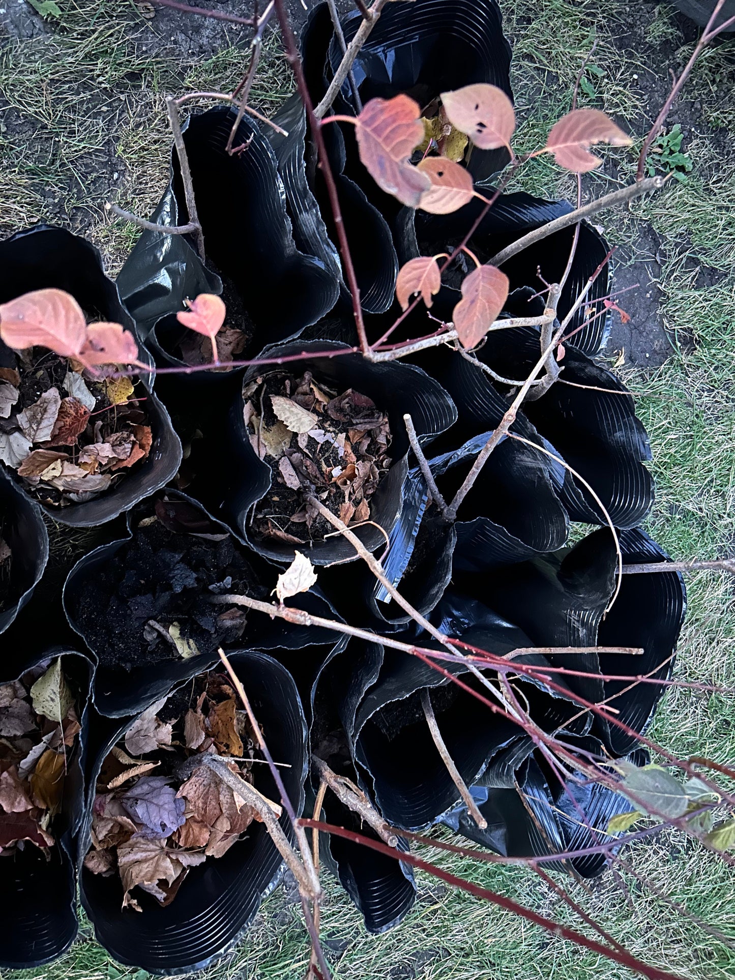 Graceful Beauty Plum Tree /美人梅-5 Gallon Size | Autumn Foliage, Shipped with Pruned Branches in Planting Bag | Living Plant