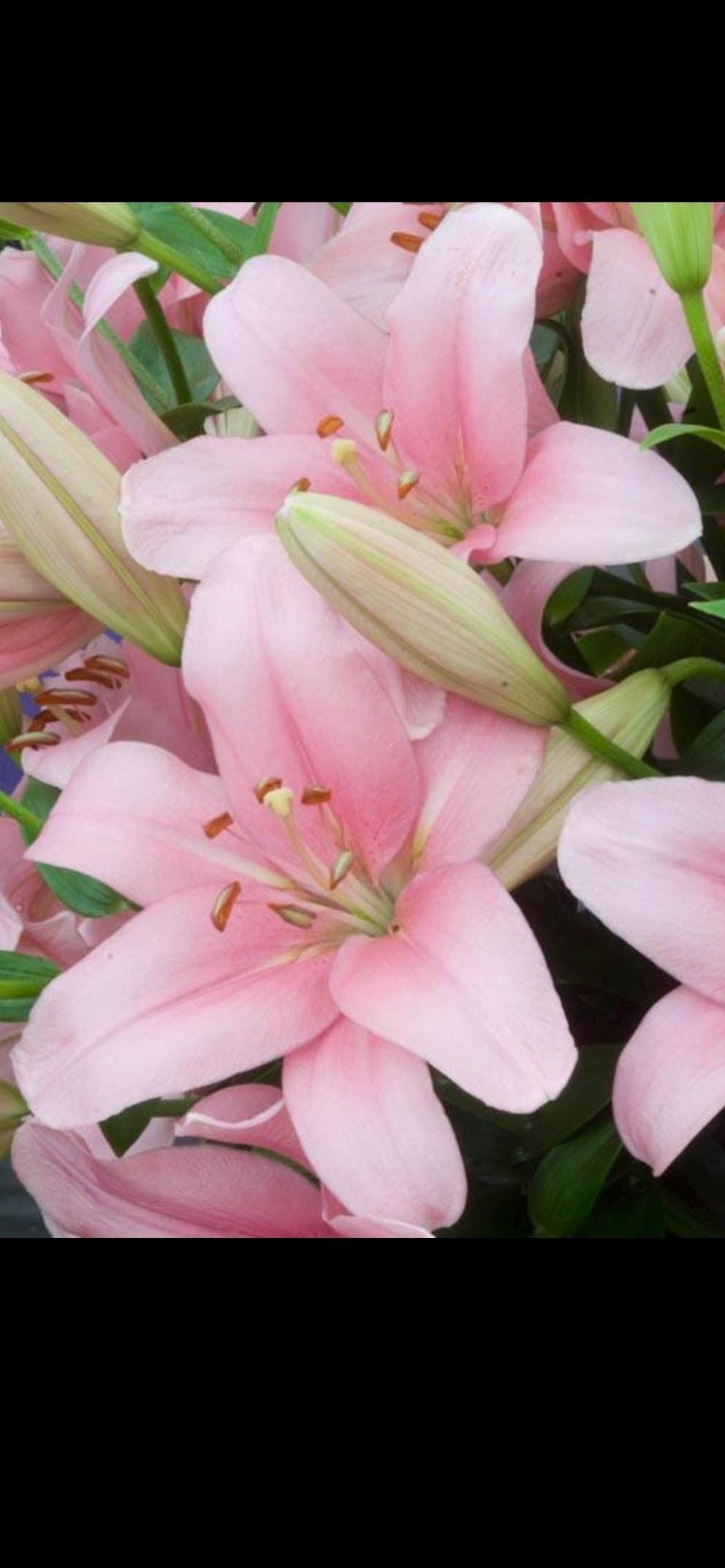 Lilium ‘Brindisi’ |布林地西百合-Soft Pink LA Hybrid Lily Bulb (One Bulb per Order)