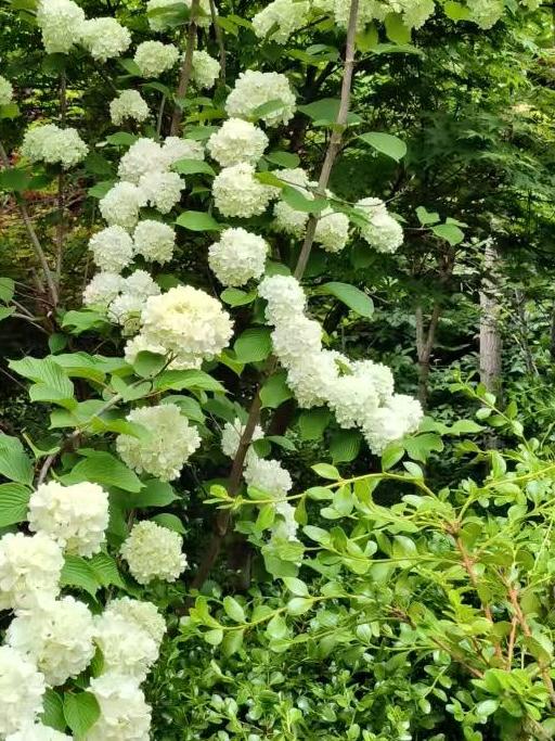 Chinese Snowball Viburnum Sapling /中华木绣球树苗– Approximately 2 Feet Tall, 1.5 cm Stem Diameter, Own Root, Ships with Growing Bag