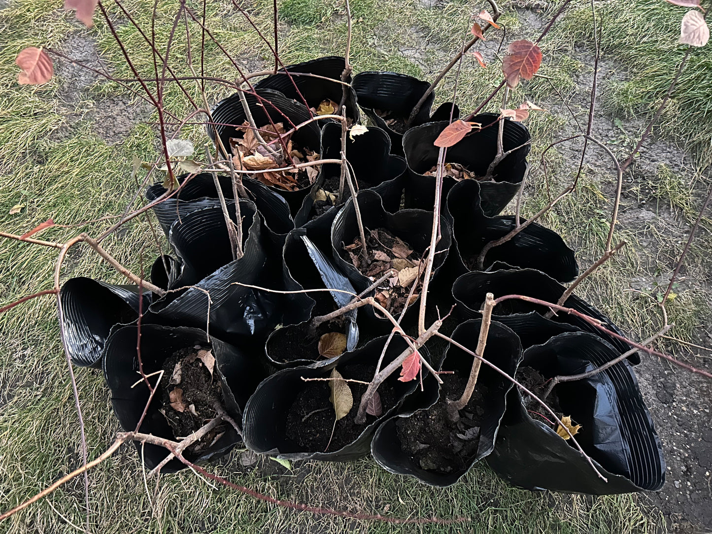 Graceful Beauty Plum Tree /美人梅-5 Gallon Size | Autumn Foliage, Shipped with Pruned Branches in Planting Bag | Living Plant
