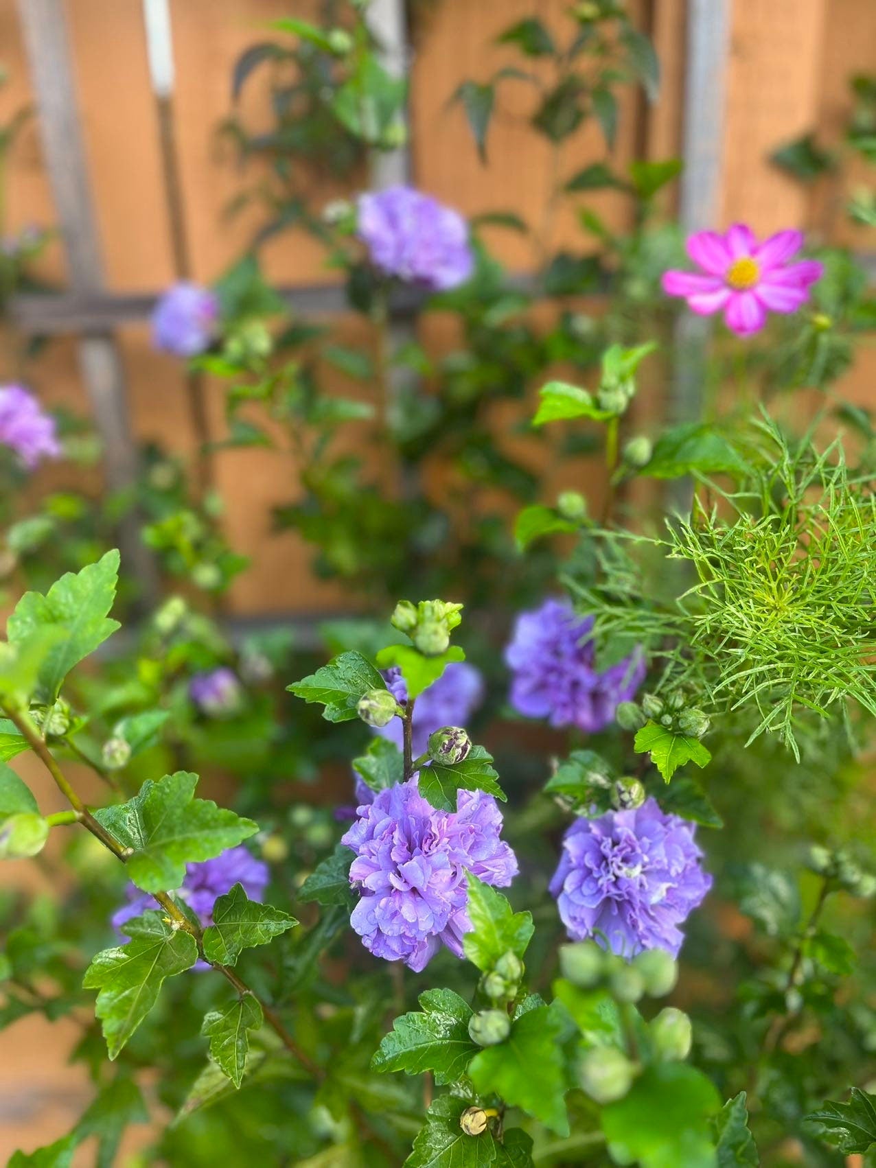 5 Gallon Japanese Purple Althea (Mukuge) - 日本紫玉木槿-Living Plant - Autumn Deciduous - 秋天落叶 - Normal Leaf Drop 正常叶落